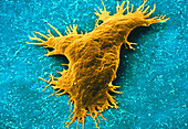 Thalassomyxa australis protozoan