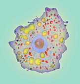 Naegleria fowleri protozoan,TEM