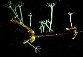 LM of a group of hydra,Chlorohydra viridissimama