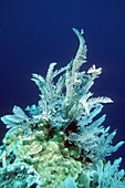 Fire hydroid