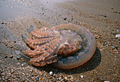 Stranded jellyfish