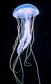 Phosphorescent jellyfish (Pelagia noctiluca)