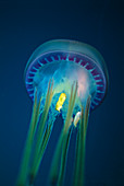 Jellyfish with fish