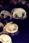 Common jellyfish