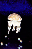 Papuan jellyfish