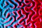 Brain coral surface