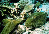 Mushroom coral