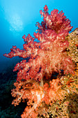 Dendronephthya soft coral