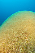 Hard coral colony