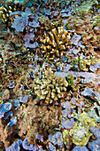 Coral reef community