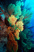 Gorgonian sea fans
