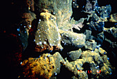 Sea anemones on a hydrothermal vent