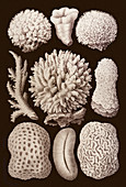 Arabian corals,historical artwork,1876