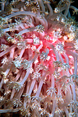 Bleached soft coral
