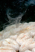 Spawning brain coral