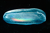Melon jellyfish,a type of comb jellyfish
