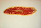 LM of an unidentified species of flatworm