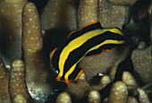 Marine flatworm