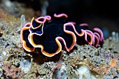 Marine flatworm