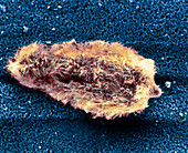 Coloured SEM of miracidium of schistosome parasite