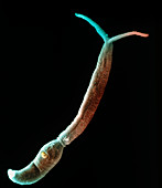 Coloured SEM of a schistosome parasite cercaria