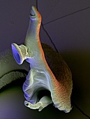 Mating schistosome flukes,SEM