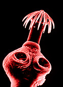 Pink SEM of head of small tapeworm