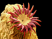 Dog tapeworm head,SEM