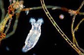 LM of a rotifer Philodina gregaria