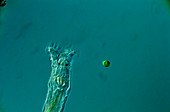 Freshwater rotifer