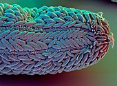 Tracks of cilia on microscopic worm Lepidodasys