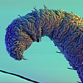 Tail of microscopic sand-dweller worm Lepidodasys