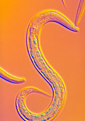 C. elegans worm