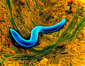 Coloured SEM of a soil nematode worm