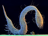 Marine nematode worm,SEM