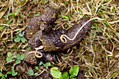 Parasitic worm in dog faeces