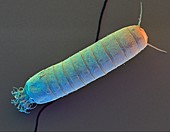 Kinorhynch worm,SEM