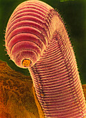 Coloured SEM of an earthworm,Lumbricus t