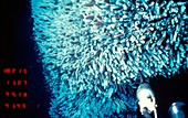 Deep sea tube worms
