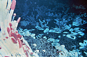 Deep ocean tube worms,hydrothermal vent