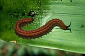 Epiperipatus edwardsii,velvet worm