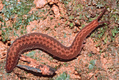 Velvet worm