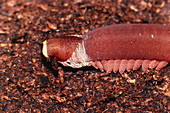 Velvet worm,Macroperipatus
