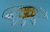 Light micrograph of a tardigrade or water bear