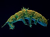 Colour SEM of tardigrade or water bear,Stygarctus