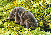 Tardigrade,SEM