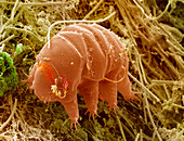 Tardigrade,SEM