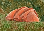 Tardigrade,SEM