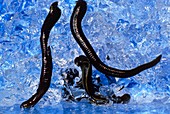 Medicinal leeches on water gel at leech farm