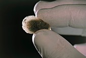 Hand holding a leech cocoon which contains eggs